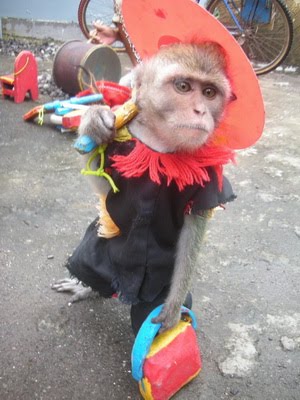 kelakuan-binatang-yang-menggemaskan