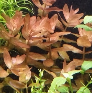 AQUASCAPE