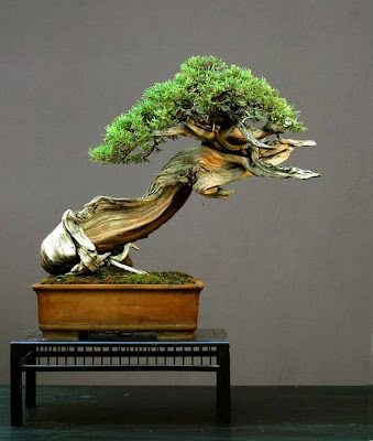 keindahan-tanaman-bonsai