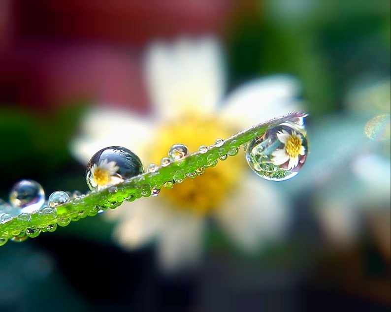 BUKAN REKAYASA! ini Fotografi Macro dengan Kamera Ponsel