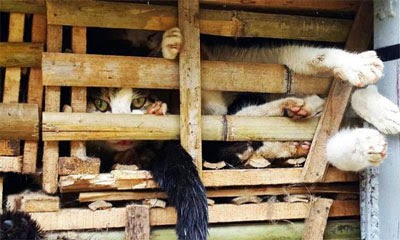 3-ton-kucing-siap-jagal-untuk-di-jadikan-hidang-lestoran-vietnam