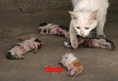 perbudakan terjadi lagi di dunia gan!!!!!! 