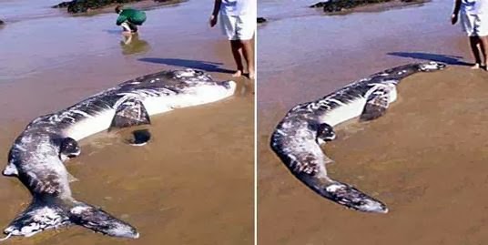 6 Foto Hoax Yang Bikin Heboh Internet