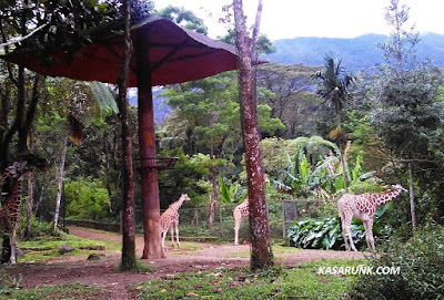 Taman Safari, Destinasi wisata kebun binatang di Bogor