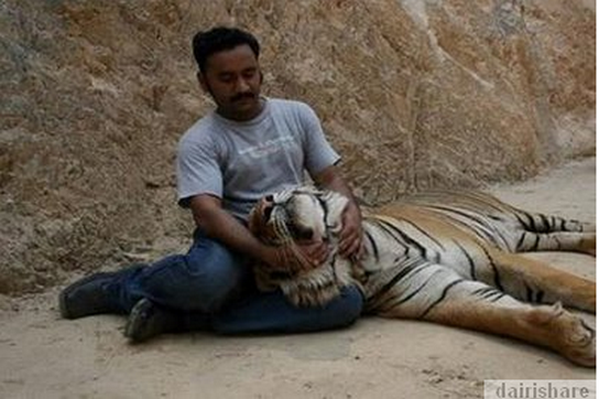 KUIL HARIMAU~~DISINI AGAN BISA BERMAIN DGN HARIMAU LAYAKNYA SEEKOR KUCING 