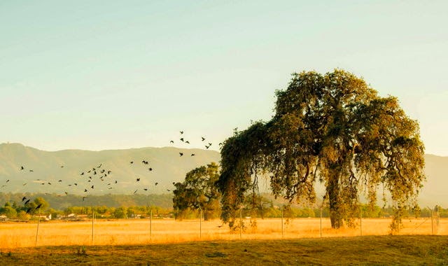 &#91;Nature&#93; : 25 Foto Pohon Menakjubkan Yang Belum Pernah Agan Lihat Sebelumnya