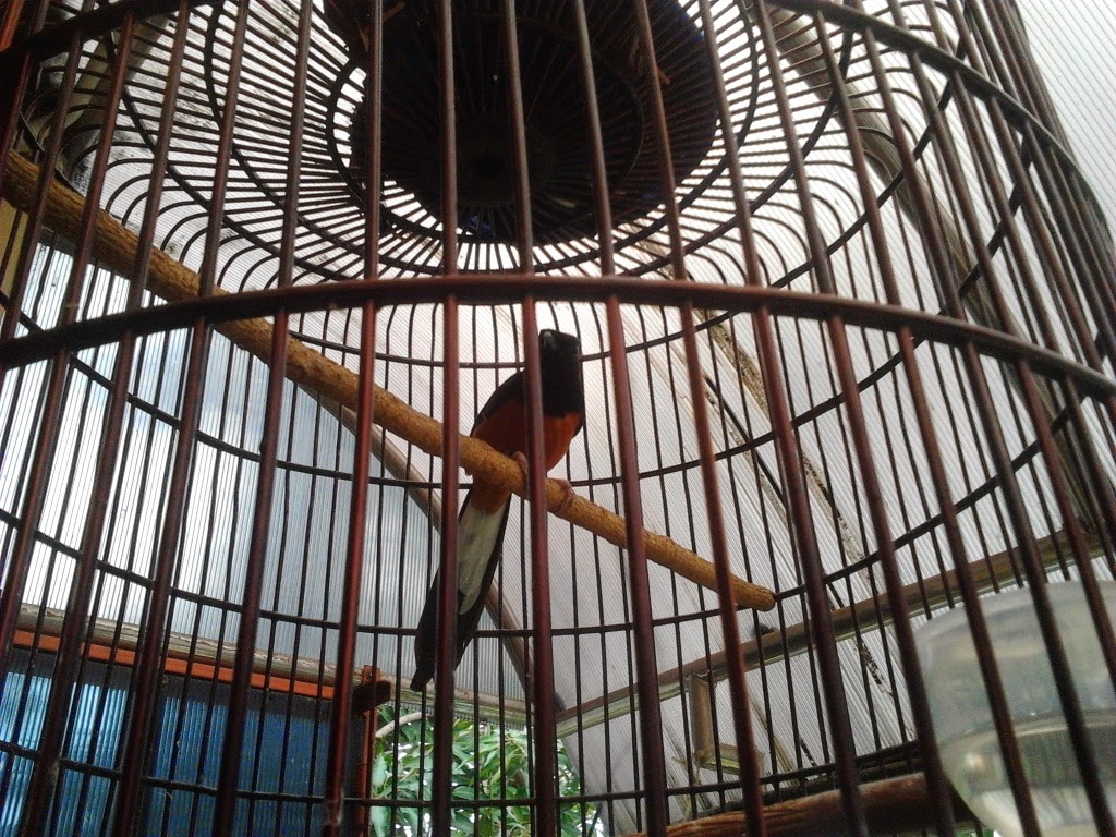 PENANGKARAN LOVE BIRD &amp; MURAI BATU MEDAN MACAM JENIS 