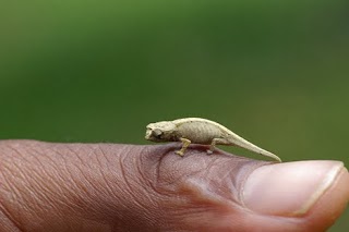 10 Hal Unik Terkecil di Dunia