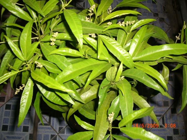 {serba 13} ====13 kegunaan daun di INDONESIA====