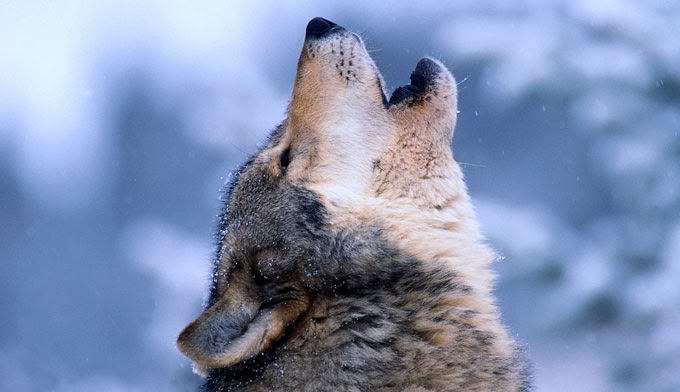 Sekelompok Serigala yang Mampu Merubah Ekosistem di Bumi