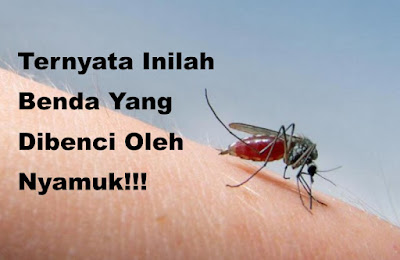 Ternyata Inilah Benda Yang Dibenci Oleh Nyamuk 