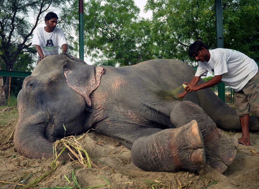 Gajah Ini Menangis Ketika Dia Diselamatkan Setelah 50 Tahun di Ikat Rantai Berduri