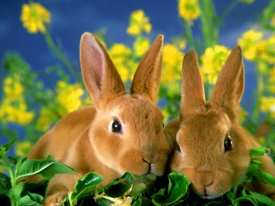 9 jenis kelinci di dunia yang lucu-lucu