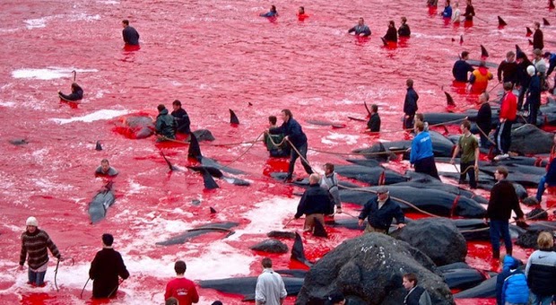 Sadisnya tradisi berburu ratusan paus di Kepulauan Faroe