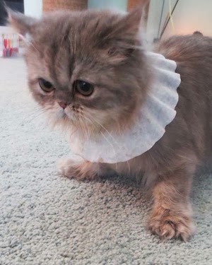 Kucing-kucing ini unyu banget