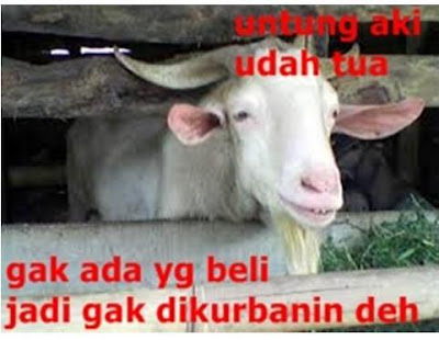 Perasaan Kambing Sebelum Eksekusi di Hari Raya Kurban [Meme Lucu]