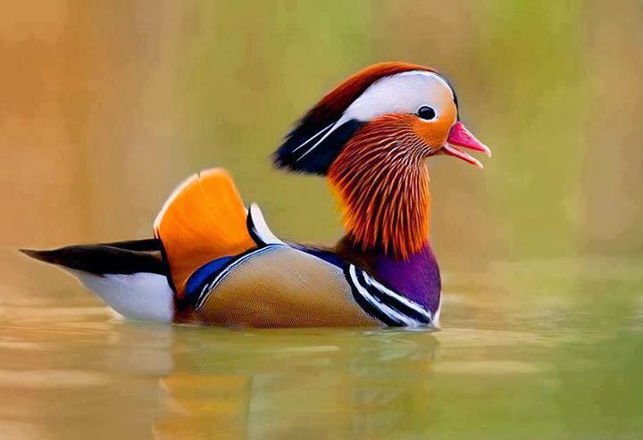 bebek tercantik dan terindah di dunia