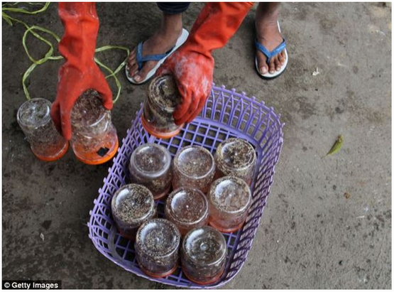 Hanya Di Indonesia, Semut Diternakkan Dan Telurnya Dimakan 