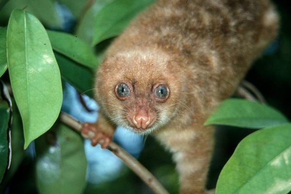 7 hewan Spesies Baru Yang Ditemukan Di Papua Gan. !!