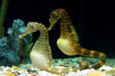 Fakta tentang kuda laut yang musti kaskuser tau