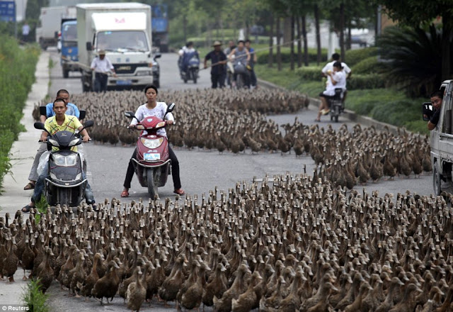 Ini Dia..!! Penyebab Kemacetan Jalan Raya