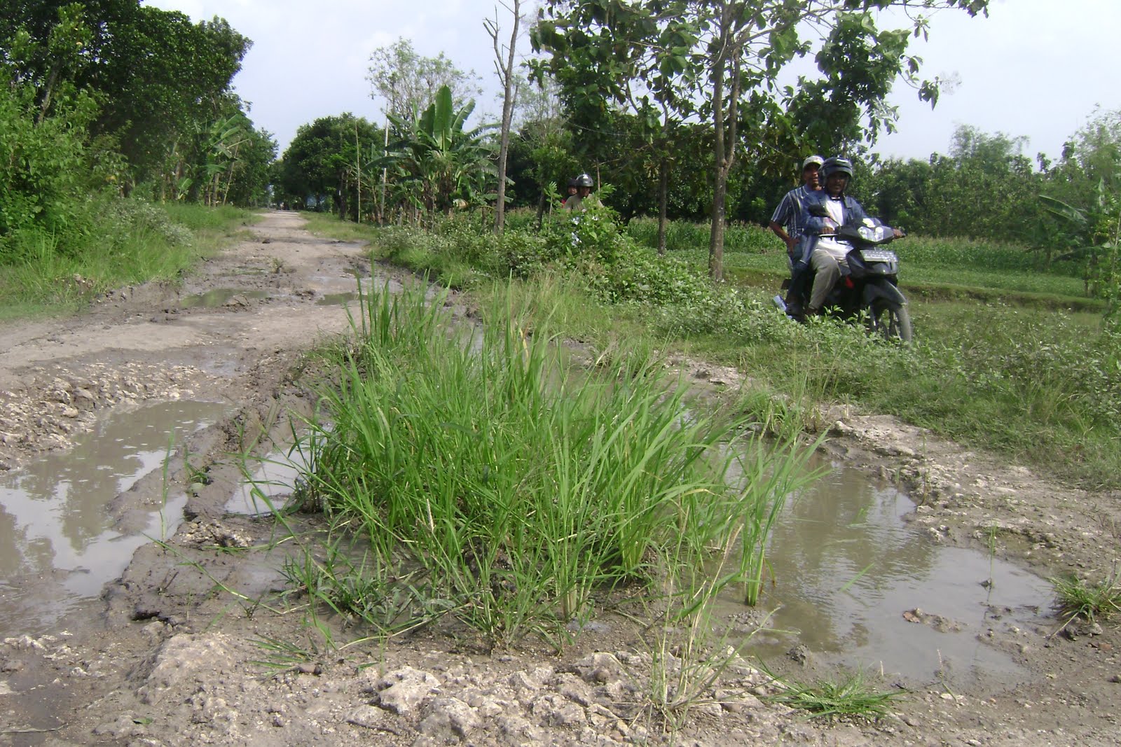 Jalan Pun Ditanami Pohon