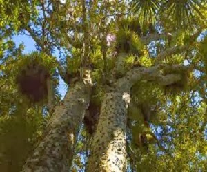 10 POHON TERUNIK DANTERANEH DI DUNIA