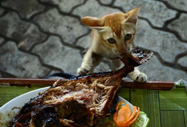 &#91;SHARE&#93; Suka Duka Memelihara Kucing Kampung