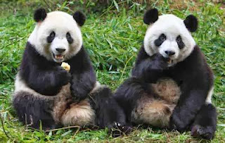 6 Kotoran Hewan yang di Jadikan Makanan dan Minuman
