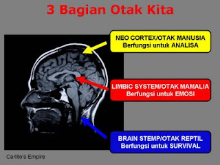 Mengenal Tiga Bagian Otak Kita