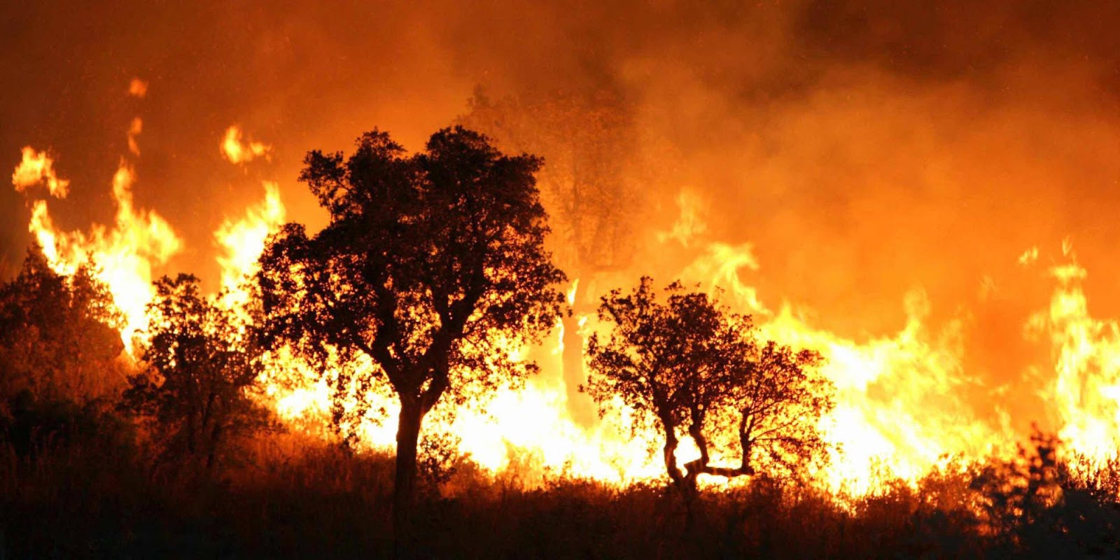 4 Negara Dengan Kebakaran Hutan Terbanyak Di Eropa