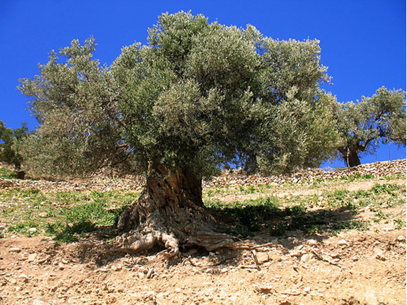 pohon-pohon-yang-terkenal-berkat-film-musik-seni-dan-sastra