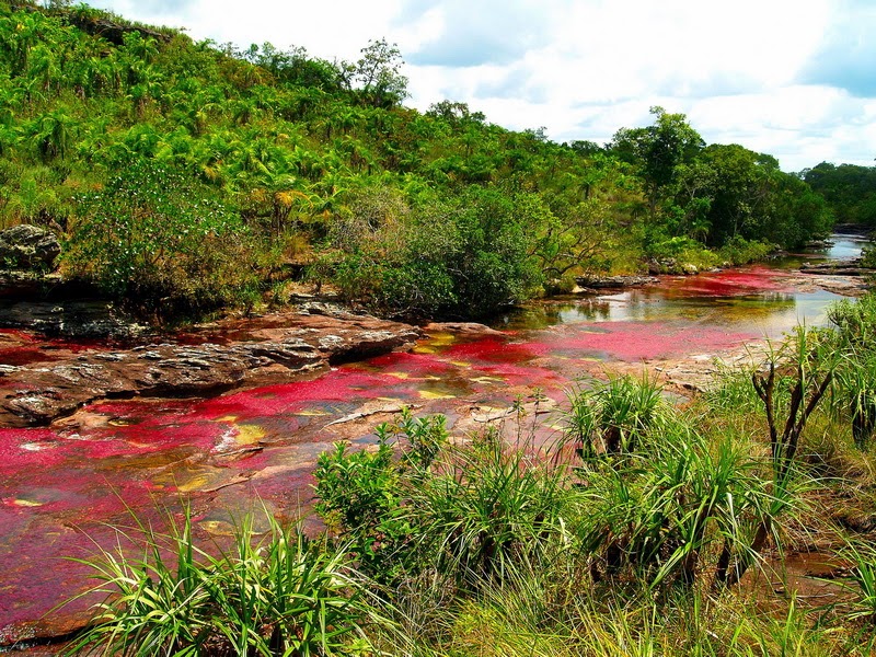 Cano Cristales, Keindahan Sungai Lima Warna Dari Kolombia