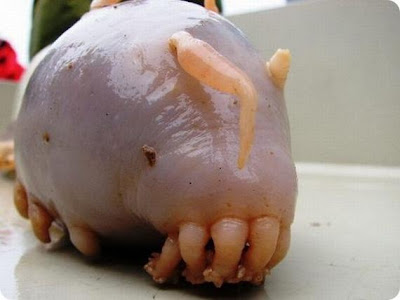 Inilah Hewan Paling Aneh Dan Langka Di Dunia