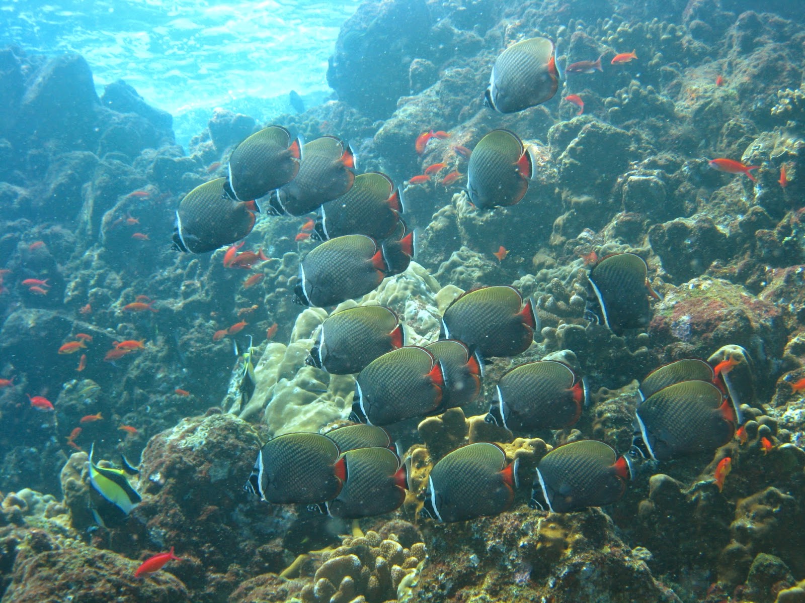 Pemandangan bawah laut tercantik di dunia.