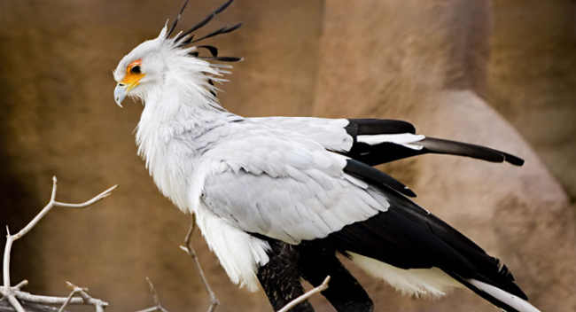Burung Sekretaris , burung unik dari afrika