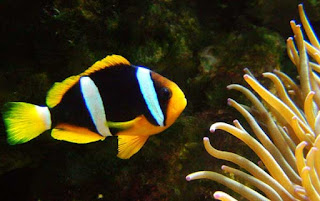 9 Jenis Ikan Badut (Cownfish)