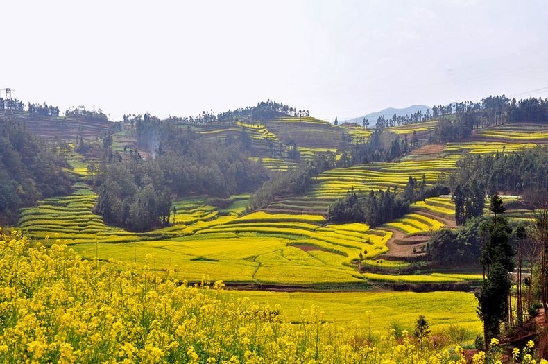 Lautan Kuning di Tengah Pedesaan China