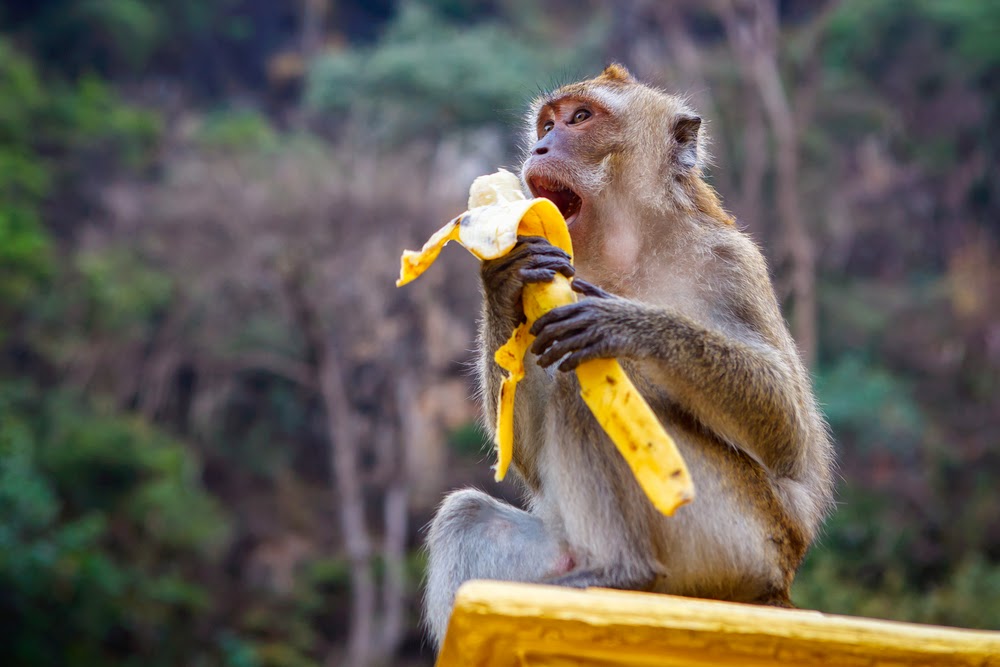 Monyet makan berdua