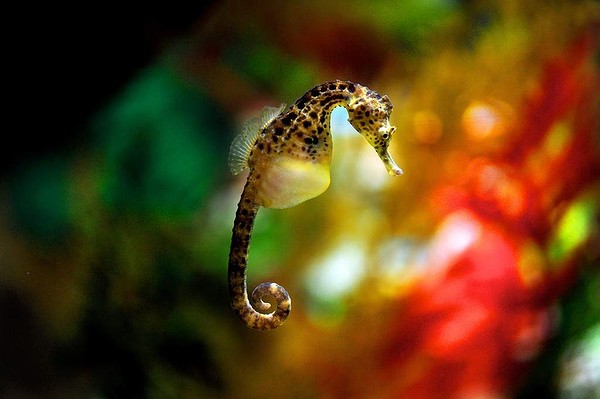 WOW! Kuda ini jago berenang gan! (SPECIES BARU DARI INDONESIA)