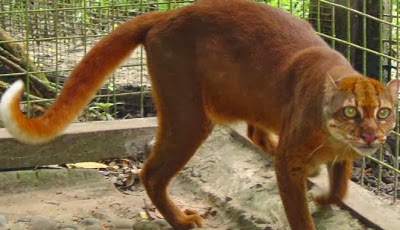  Kucing Berwarna Merah ini Hanya Ada di Kalimantan