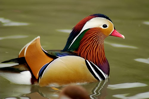 bebek tercantik dan terindah di dunia