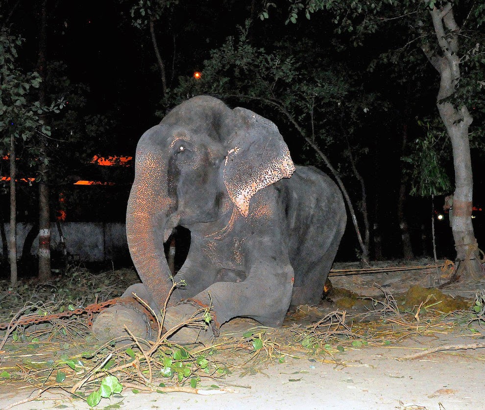 Gajah Ini Menangis Ketika Dia Diselamatkan Setelah 50 Tahun di Ikat Rantai Berduri