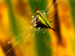 your friendly neighborhood (kemana perginya mahluk-mahluk ini gan??)