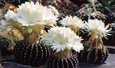 10 Kaktus terunik dan paling menakjubkan di dunia