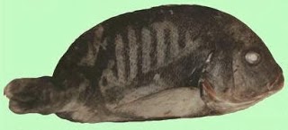 LAFADZ &quot;ALLAH&quot; DI BERBAGAI TEMPAT