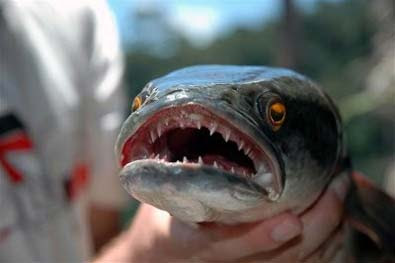 Ikan Asli Indonesia ini Jauh Lebih GANAS dan BERBAHAYA daripada Piranha