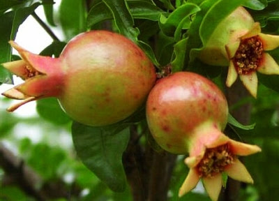Obat Tradisional yang alami untuk pereda sakit perut