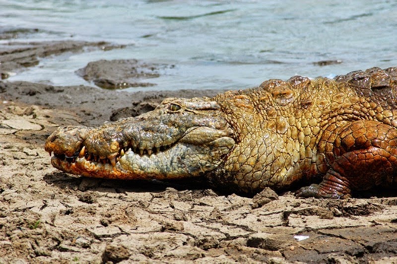 Buaya-buaya Liar Paling Jinak di Dunia. Berani Gan?