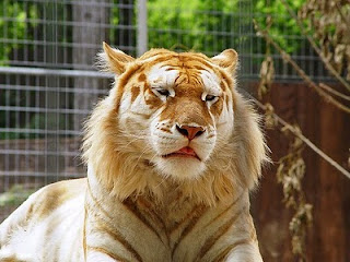 Penampakan Harimau Emas